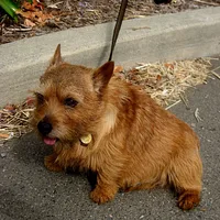 Norwich Terrier, picture 6 of 10