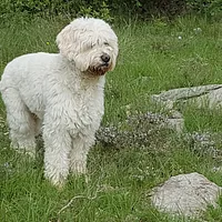 A Barbado da Terceira dog