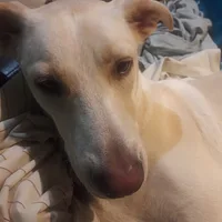 Labrador Retriever, picture 5 of 7