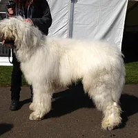 Komondor, picture 6 of 8