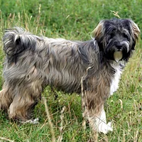 Tibetan Terrier, picture 1 of 9