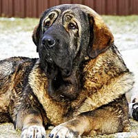 Spanish Mastiff, picture 1 of 7