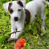 Russell Terrier