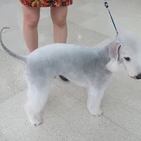 Bedlington Terrier