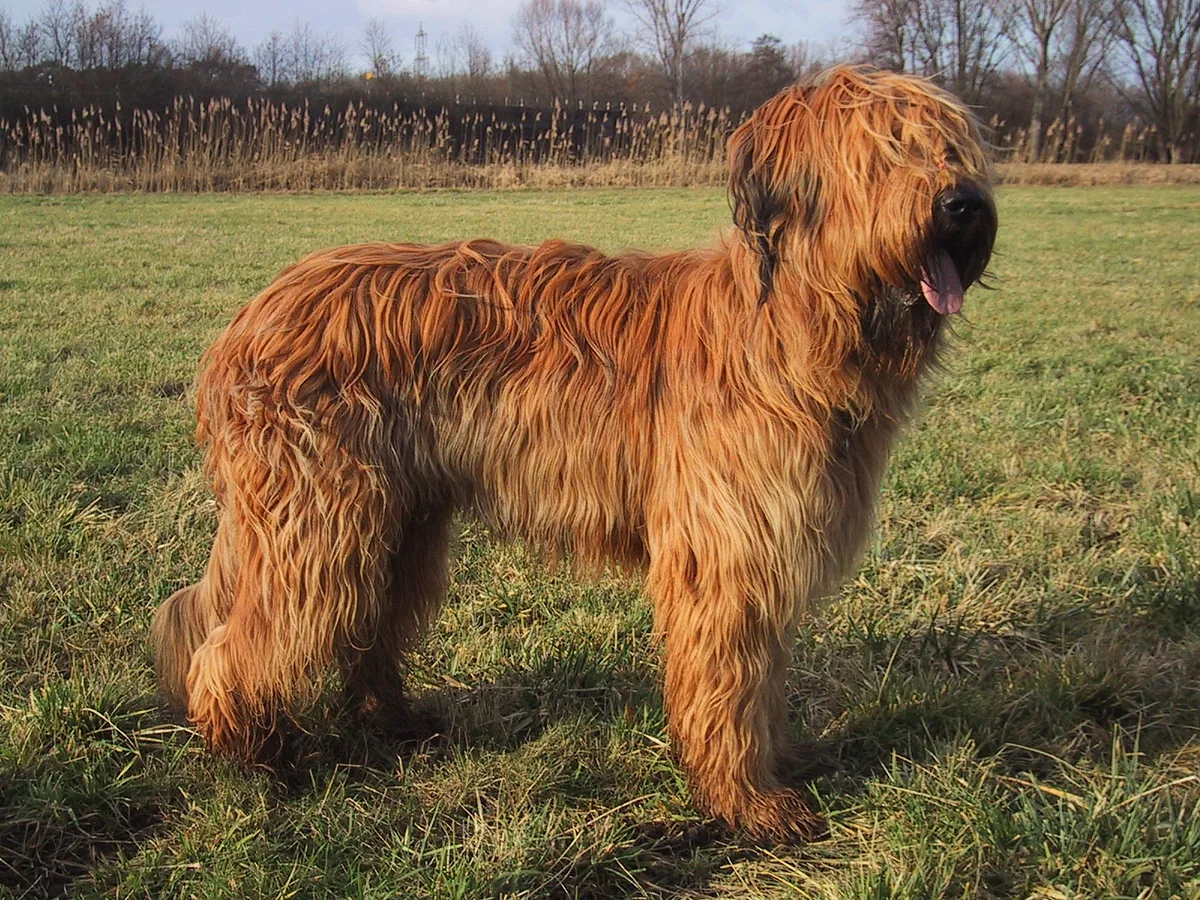 Briard dog, photographed by Birgit Balzer, Deutschland (uploaded by Caronna 17:00, 10 Feb 2005 (UTC))