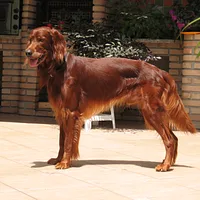 Irish Setter, picture 6 of 7