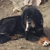 Tibetan Mastiff