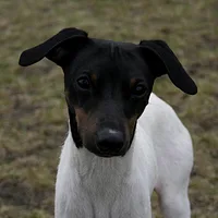 Japanese Terrier, picture 6 of 10