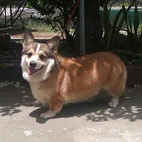 Pembroke Welsh Corgi, picture 2 of 7