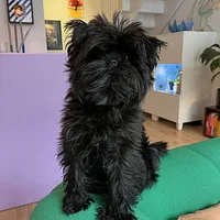 Affenpinscher