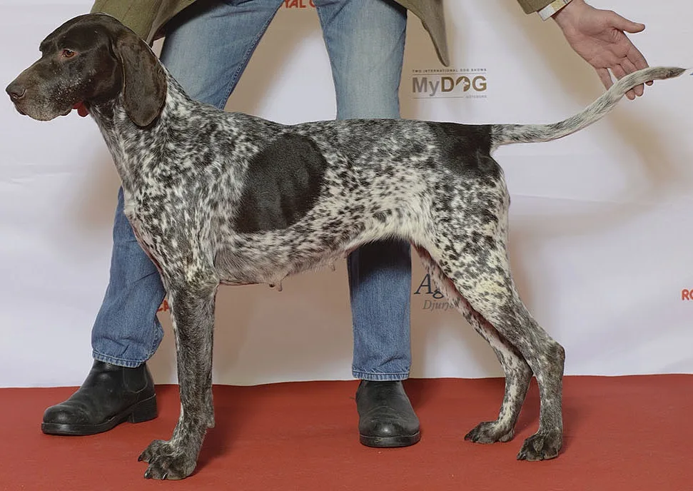 German Shorthaired Pointer