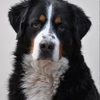 A Bernese Mountain Dog dog