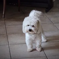 Coton de Tulear