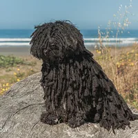 Puli