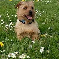 Norfolk Terrier, picture 3 of 10