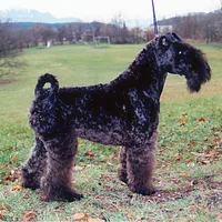 A Kerry Blue Terrier dog