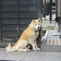 Japanese Akitainu, picture 2 of 7