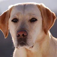 Labrador Retriever, picture 2 of 7