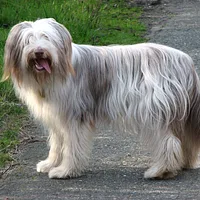 Bearded Collie