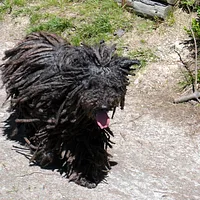 Puli, picture 4 of 9